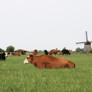 Assortiment glutenvrije en lactosevrije voeding in gezondheidswinkel Westland met biologische producten en natuurlijke ingred
